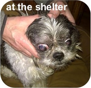 O at the shelter