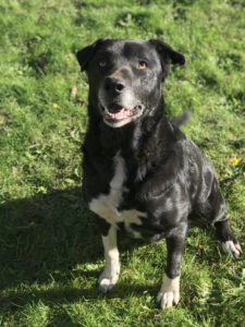 old dog haven adoptable