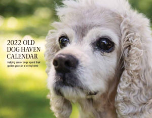 2022 Old Dog Haven Calendar