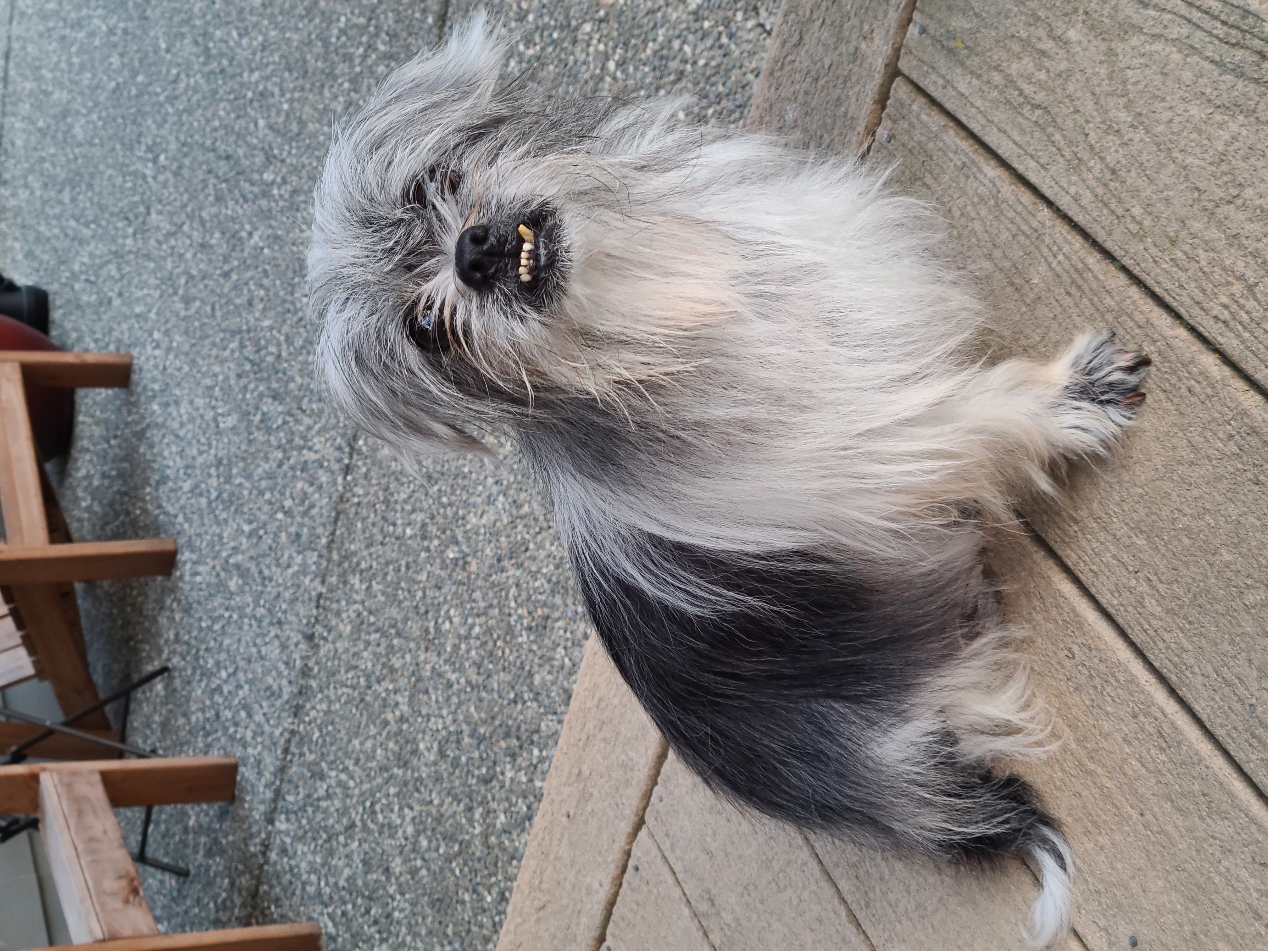 Albert • Old Dog Haven