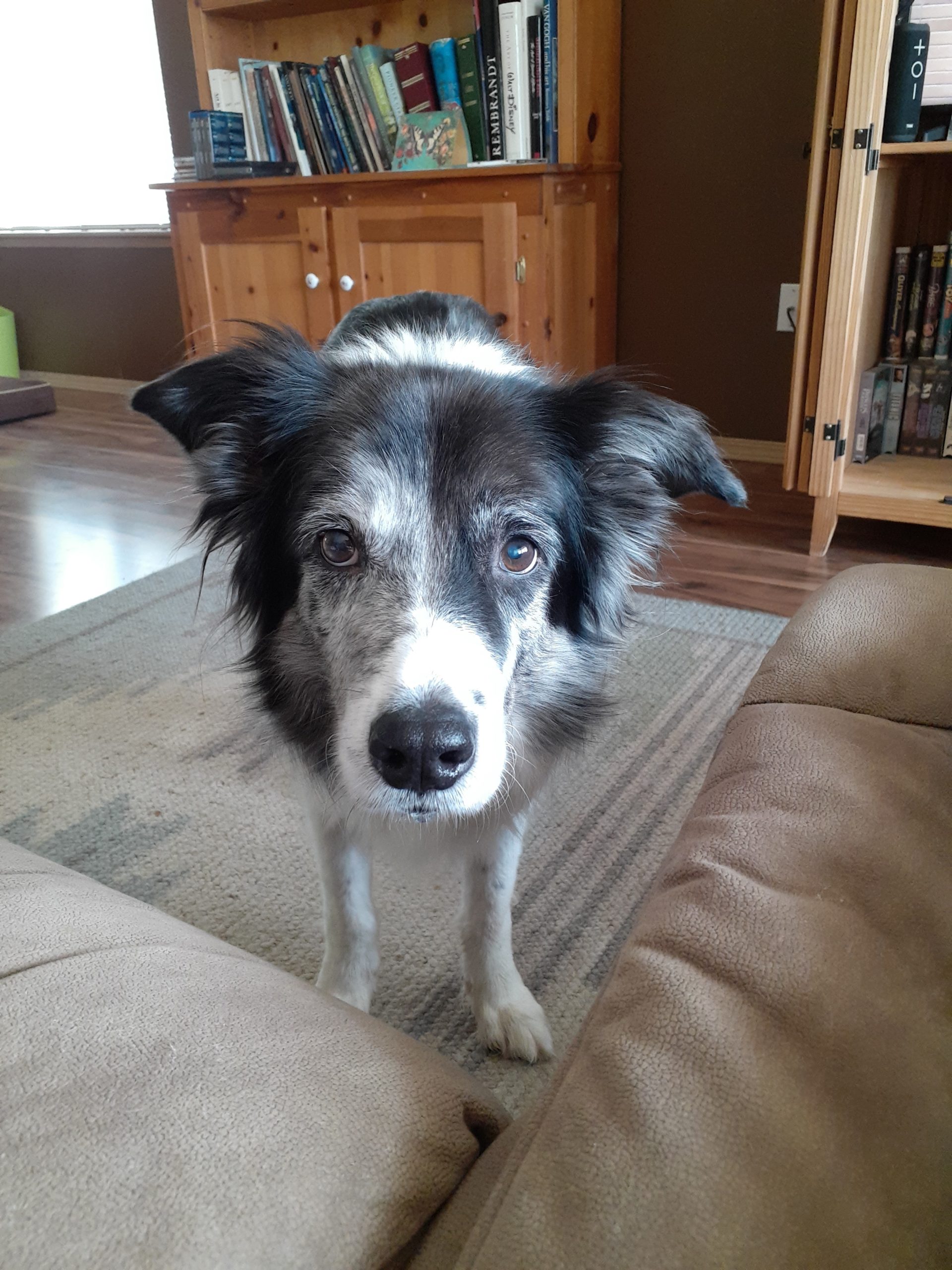 Boo (Australian Shepherd) • Old Dog Haven