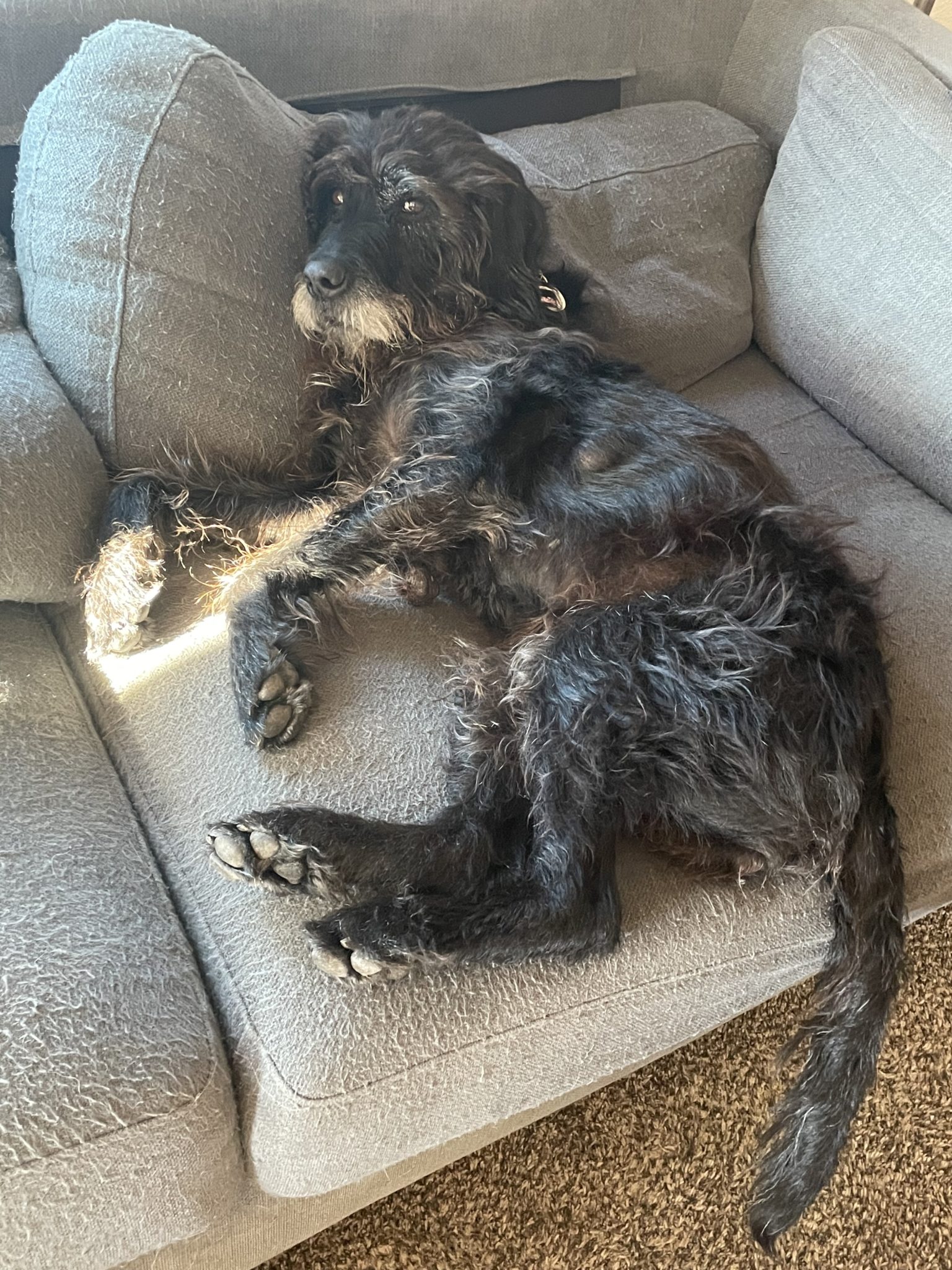 Bella Mae • Old Dog Haven