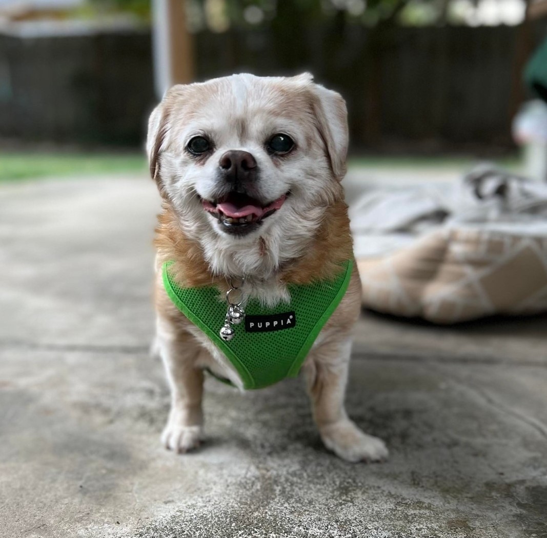 Ruby • Old Dog Haven