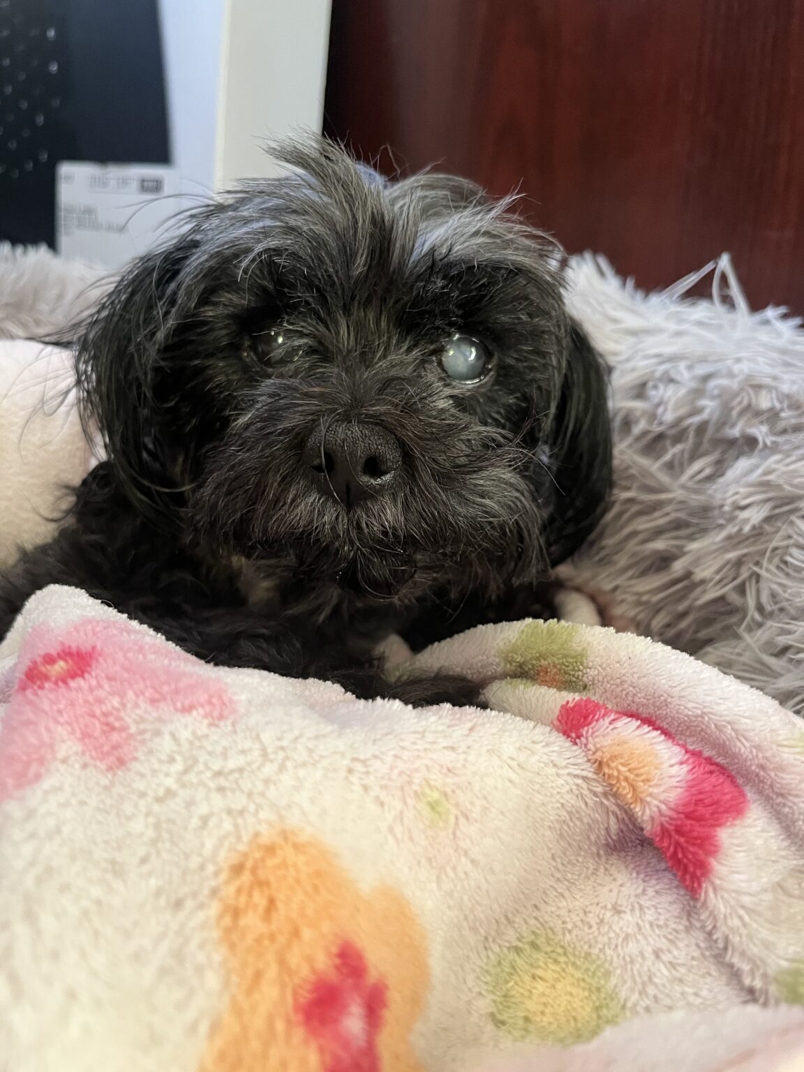 Zara • Old Dog Haven