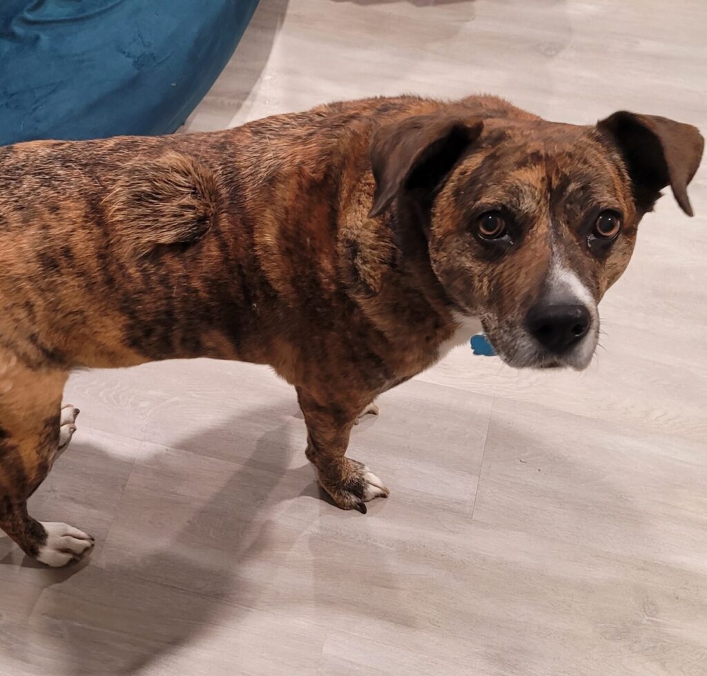 Roxy • Old Dog Haven