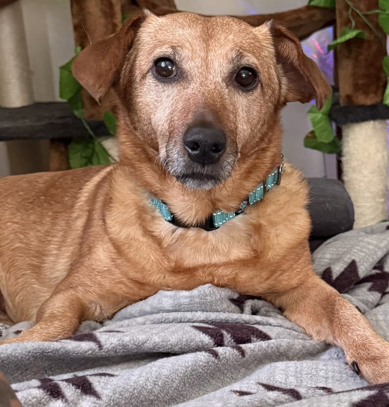 Ruby • Old Dog Haven
