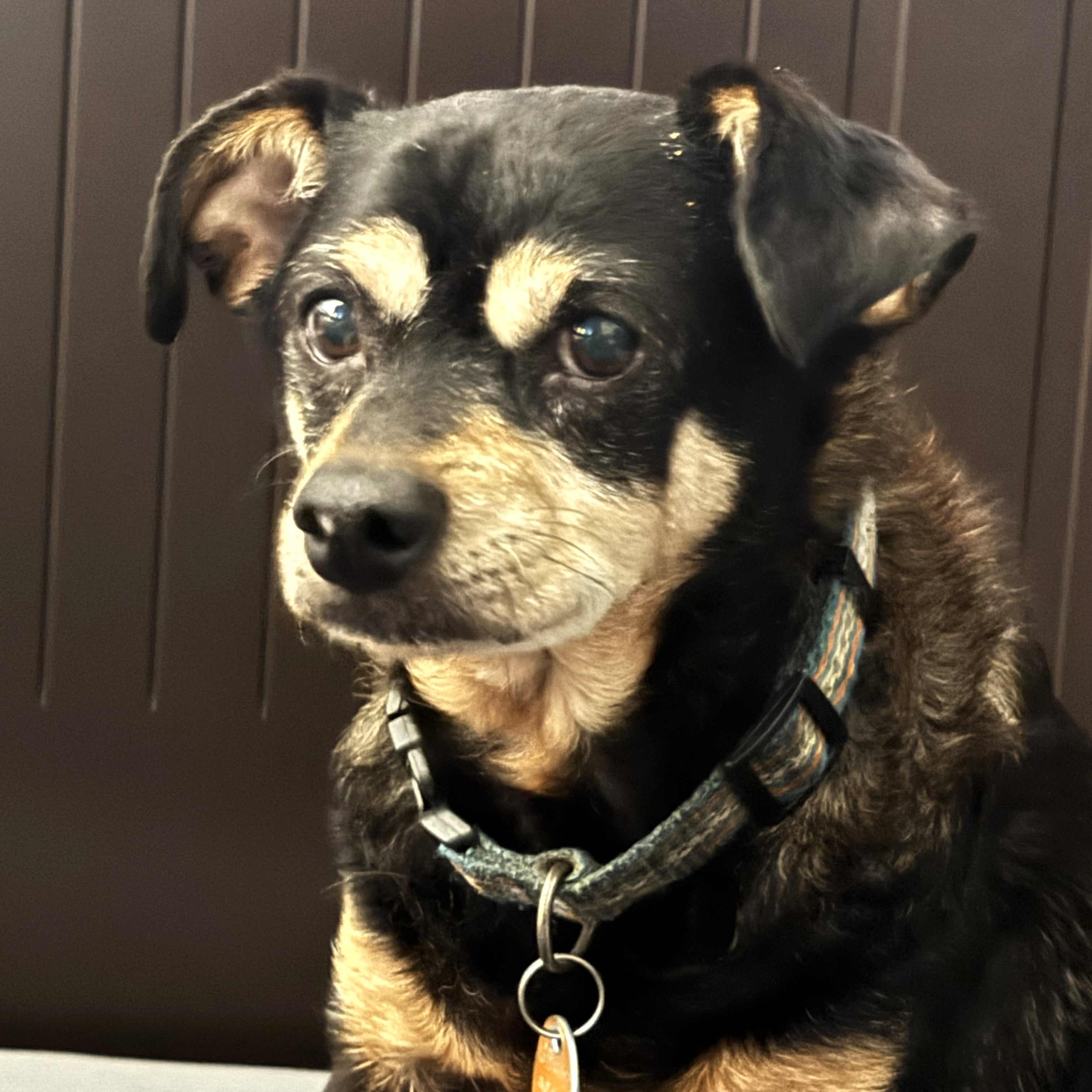 Grumpy • Old Dog Haven