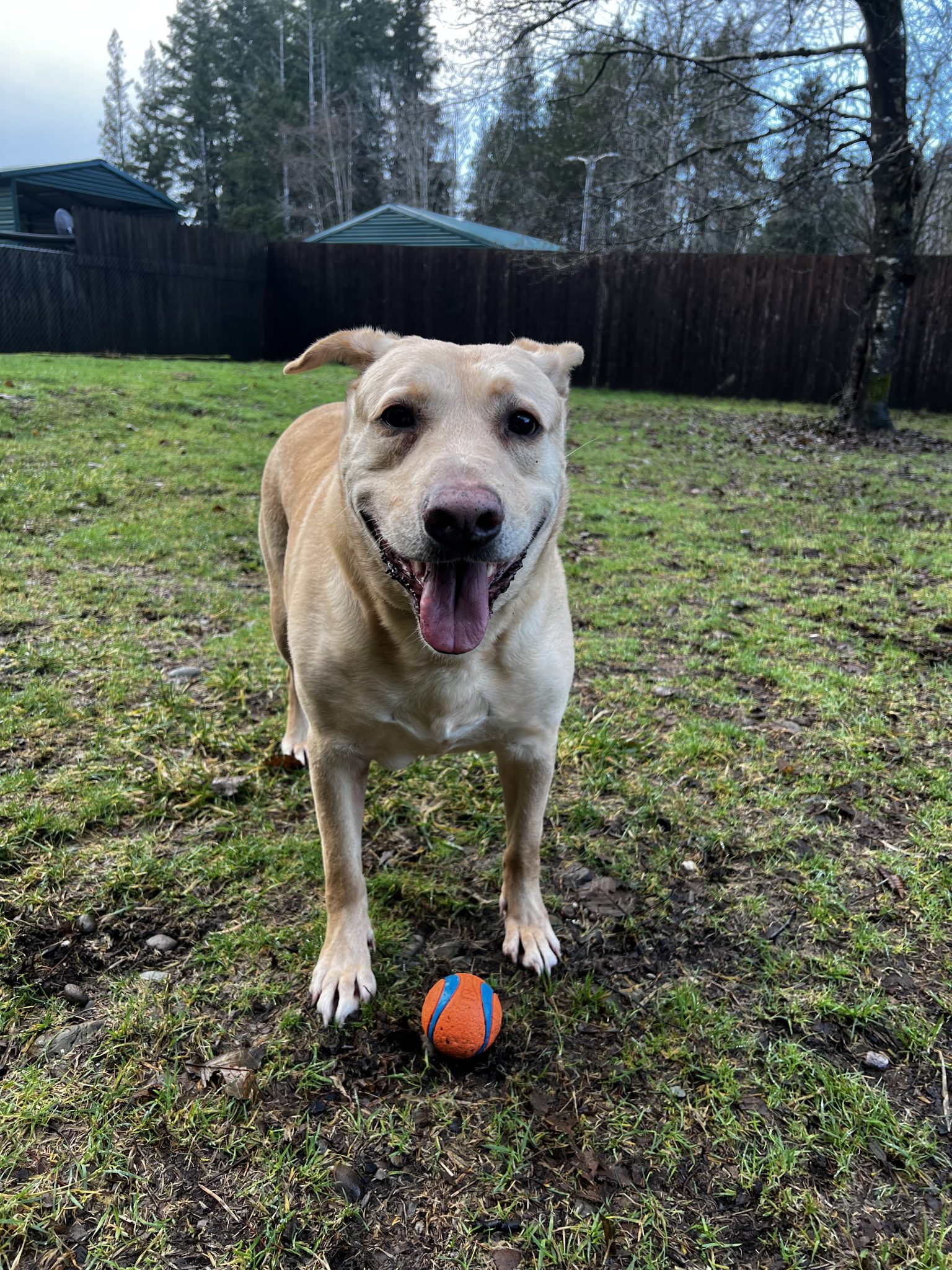 Old English Ringo Ringo • Old Dog Haven