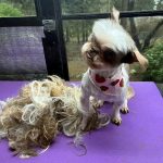 All that hair was what they took off!