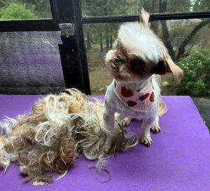 All that hair was what they took off!