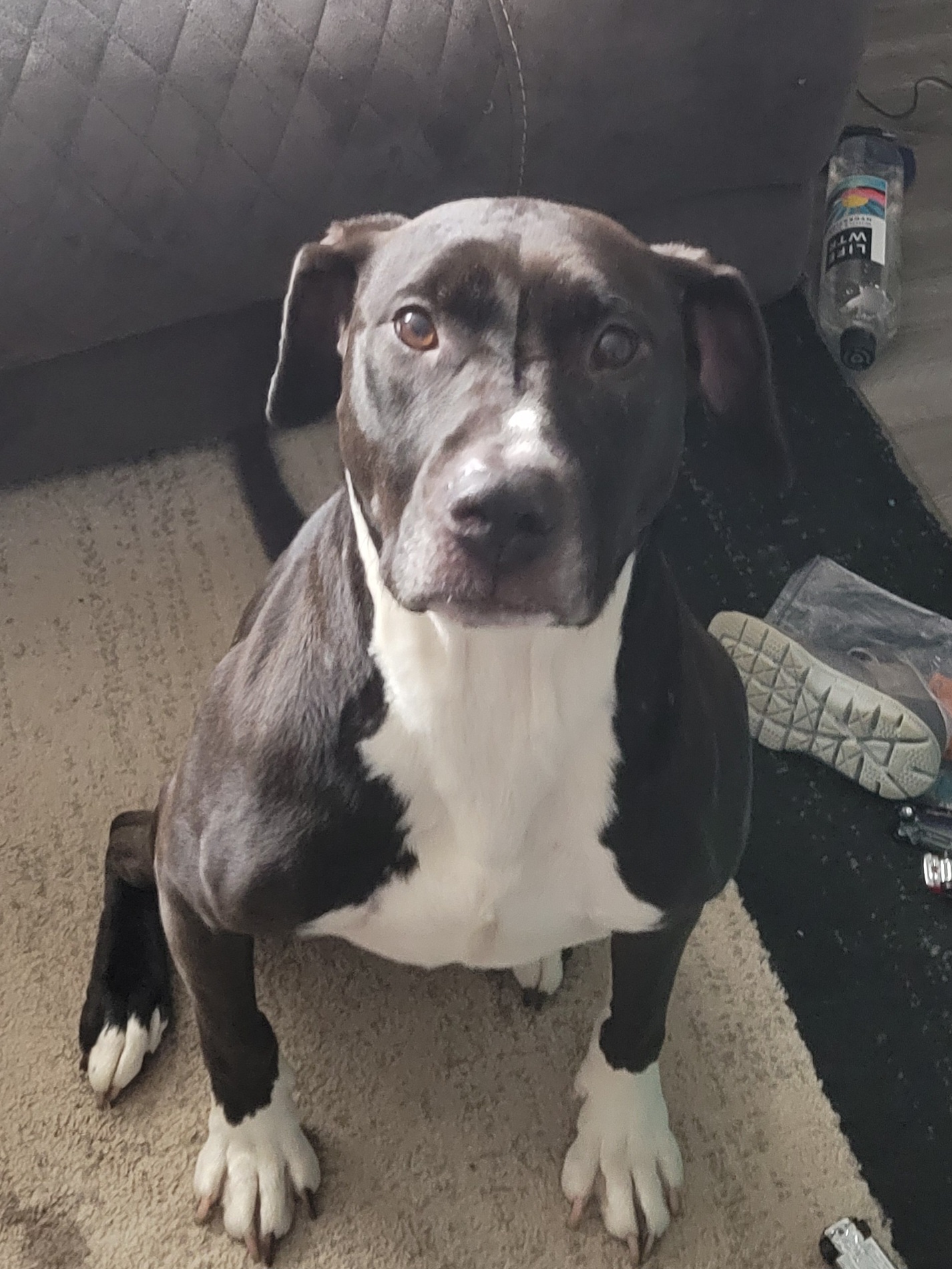 Juno • Old Dog Haven
