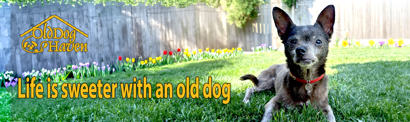 GiveBIG for Old Dogs • Old Dog Haven