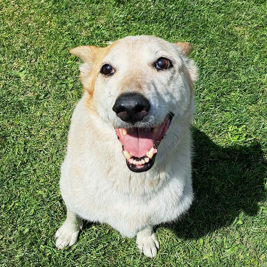 Rascal • Old Dog Haven