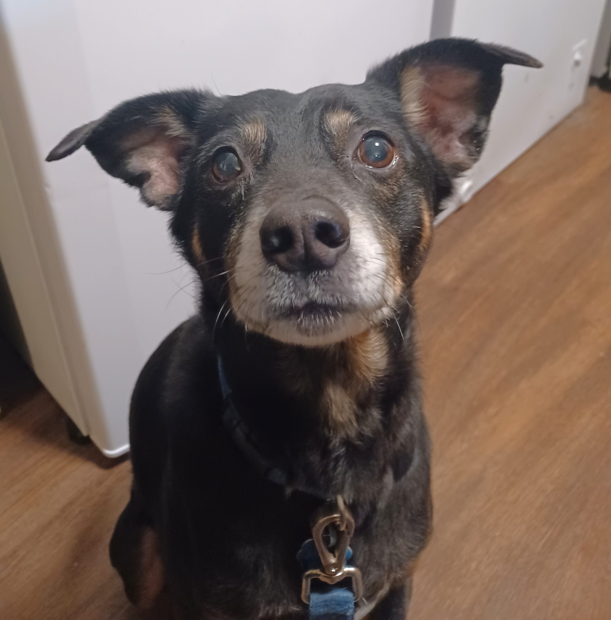 Rocket • Old Dog Haven